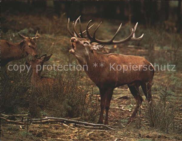 Hirsch Rothirsch cerf stag