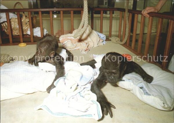 Affen Baby-Gorillas Stuttgart-Bad Cannstatt W