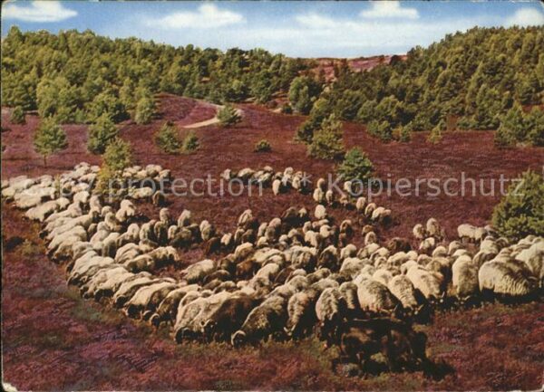 Schafe Heidschnucken Lüneburger Heide
