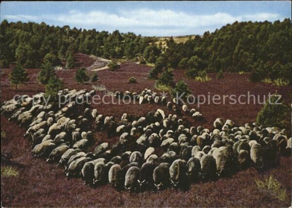 Schafe Heidschnucken Lüneburger Heide