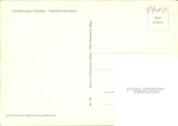 Schafe Heidschnucken Lüneburger Heide – Bild 2