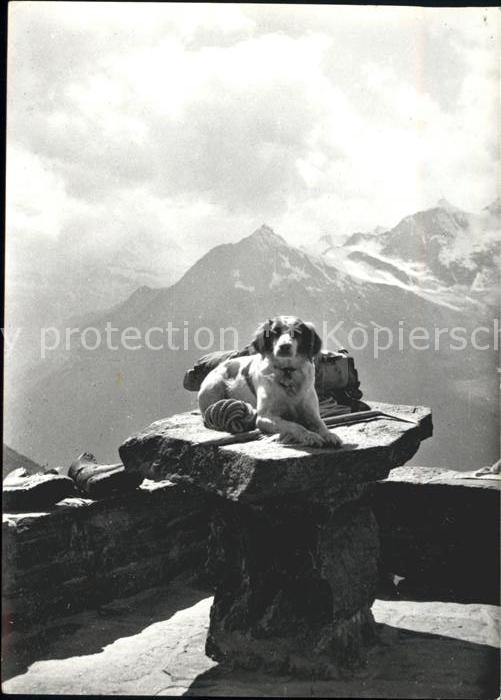 Hunde Rothornhütte Oberaargau