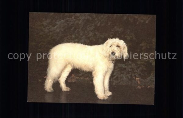 Hunde Goralenhund