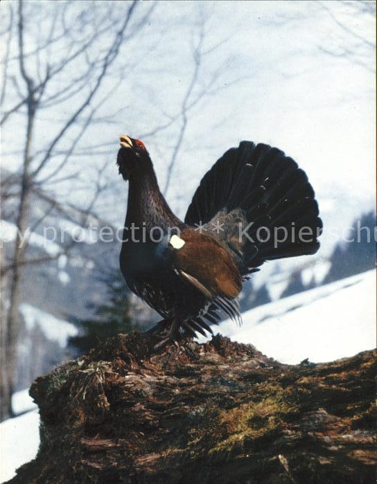 Auerhahn coq de bruyere tetrao urogallus
