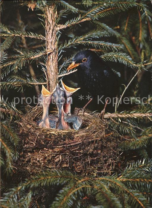 Voegel Amseln Merles noir Blackbirds