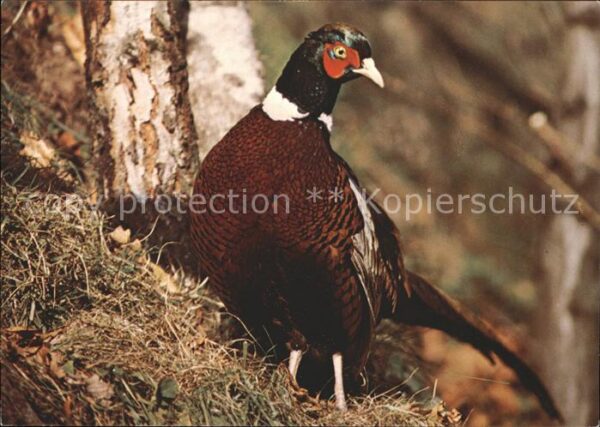 Voegel Fasan Faison Pheasant