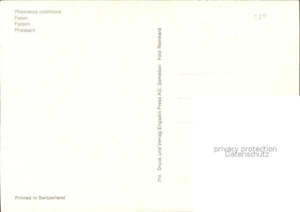 Voegel Fasan Faison Pheasant – Bild 2
