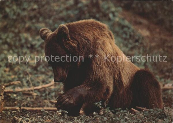Baeren ours bear ursus arctos