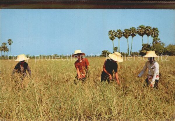 Ernte Landwirtschaft Reis Thailand