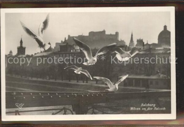 Moewen Salzach Salzburg