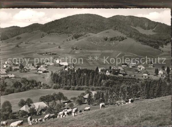 Bernau Schwarzwald Panorama mit Kühen