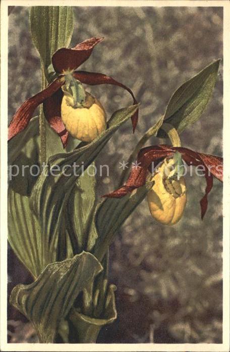 Blumen Cypripedium calcelus Frauenschuh