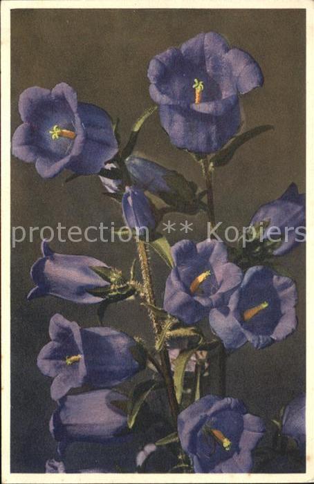 Blumen Campanuia Medium L. Marien-Glockenblume