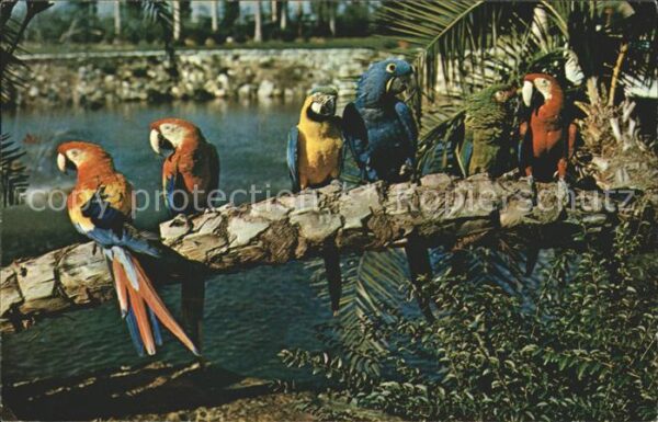 Voegel Papageie Florida