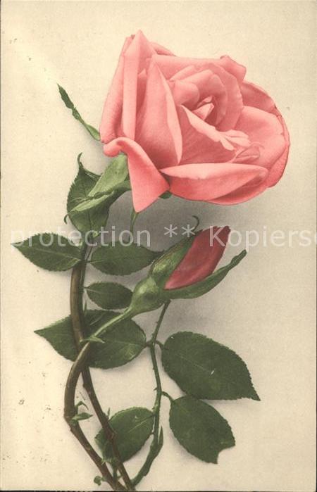 Rosen Rose