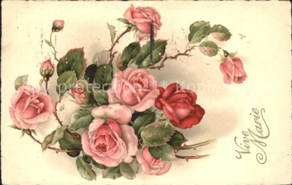 Rosen Vive Marie