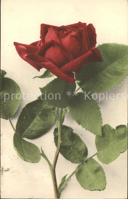 Rosen