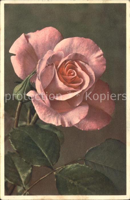 Rosen