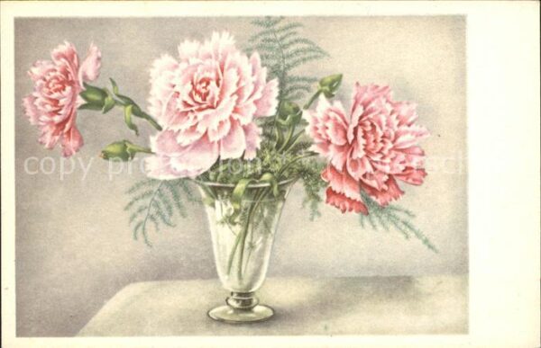 Blumen Nelken