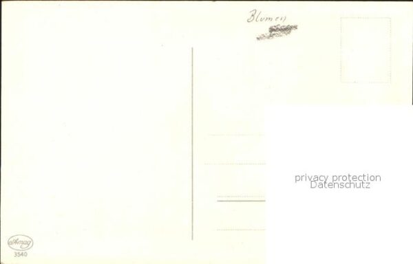 Blumen Nelken – Bild 2