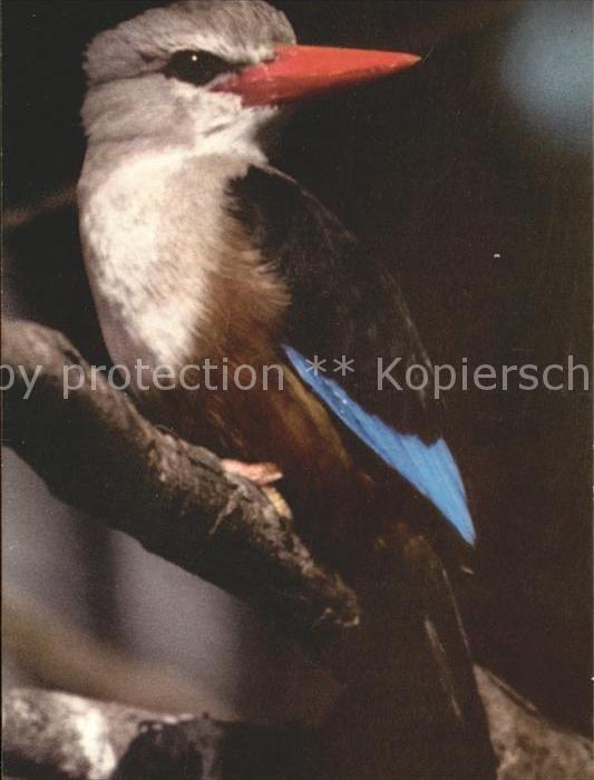 Voegel