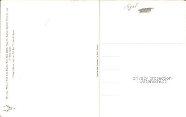 Voegel – Bild 2