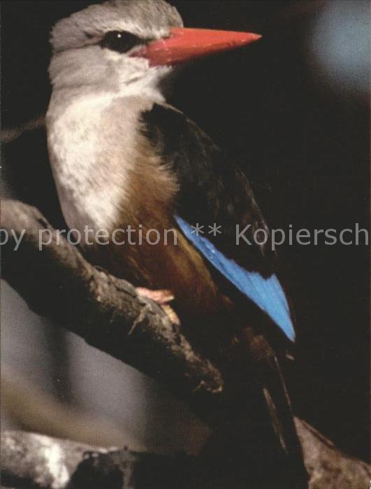 Voegel