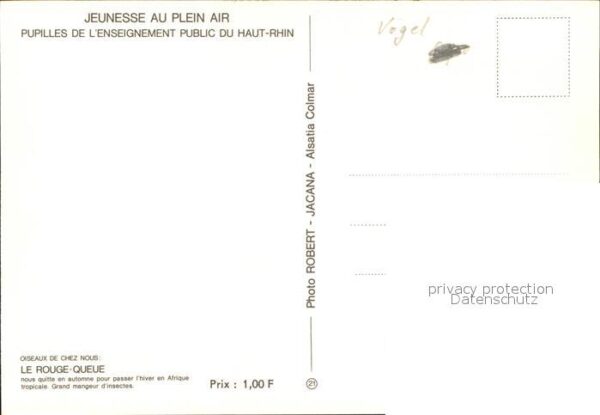 Voegel JLe Rouge-Queue – Bild 2