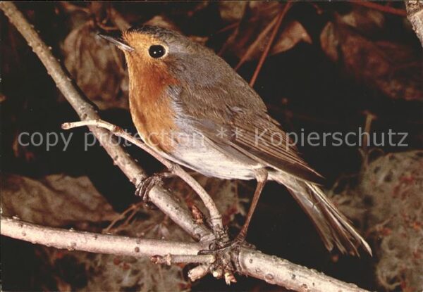 Voegel Le Rouge-Corge