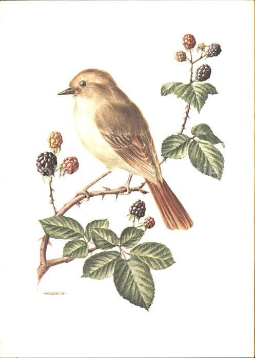 Kuenstlerkarte Vogel