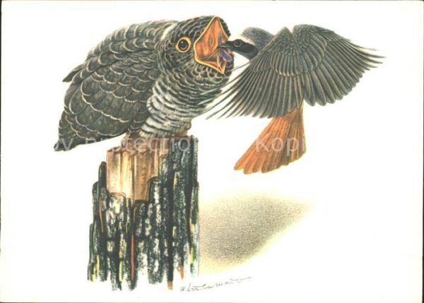 Eulen Owl Hibou Chouettes-- Kuckuck