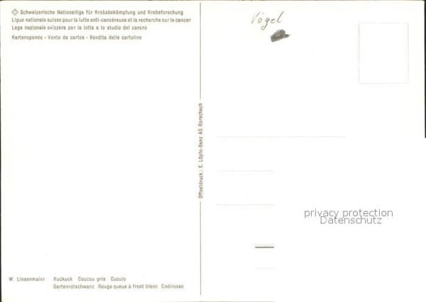 Eulen Owl Hibou Chouettes-- Kuckuck – Bild 2