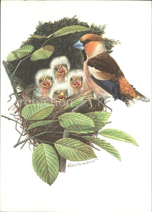 Kuenstlerkarte Vögel Nest