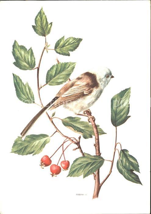 Kuenstlerkarte Vogel