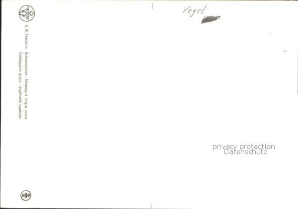 Kuenstlerkarte Vogel – Bild 2