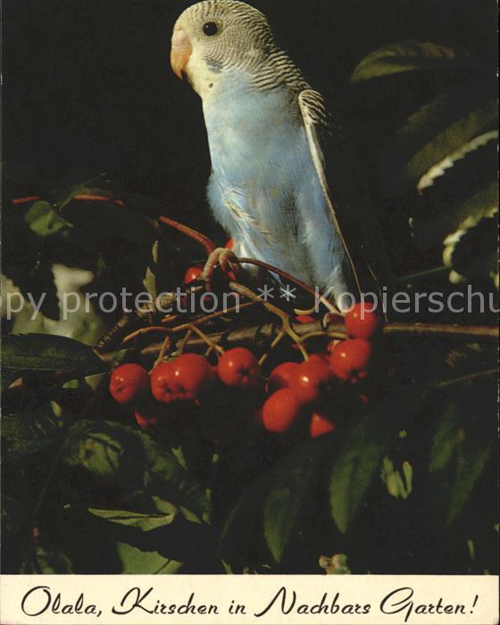 Voegel Wellensittich