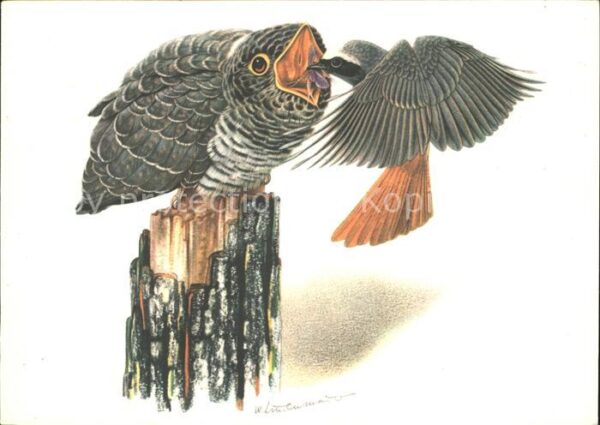 Eulen Owl Hibou Chouettes-- Kuckuck