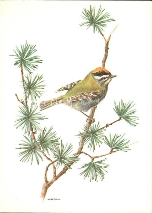 Kuenstlerkarte Vogel