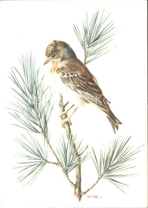 Kuenstlerkarte Vogel