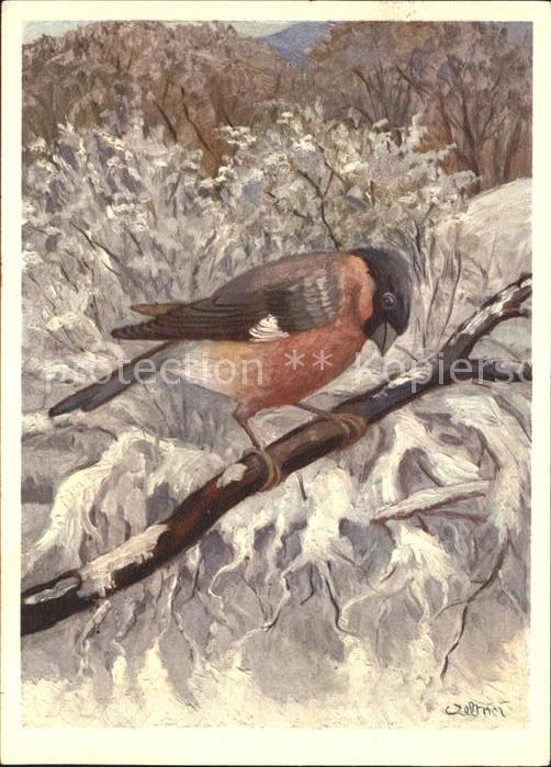 Kuenstlerkarte Vogel
