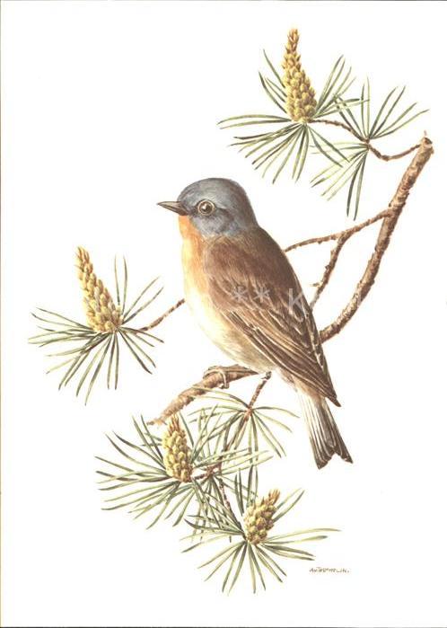 Kuenstlerkarte Vogel