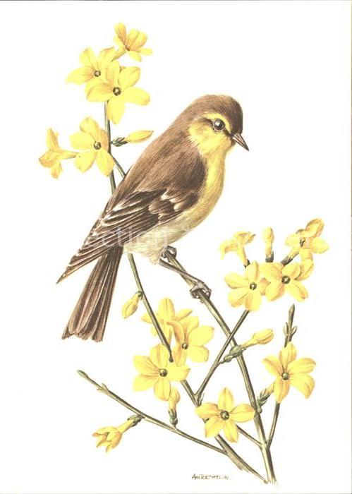Kuenstlerkarte Vogel
