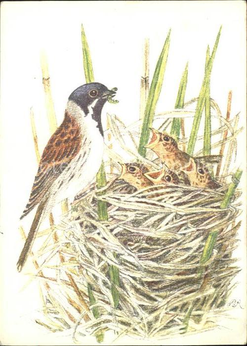 Voegel Nest Künstlerkarte