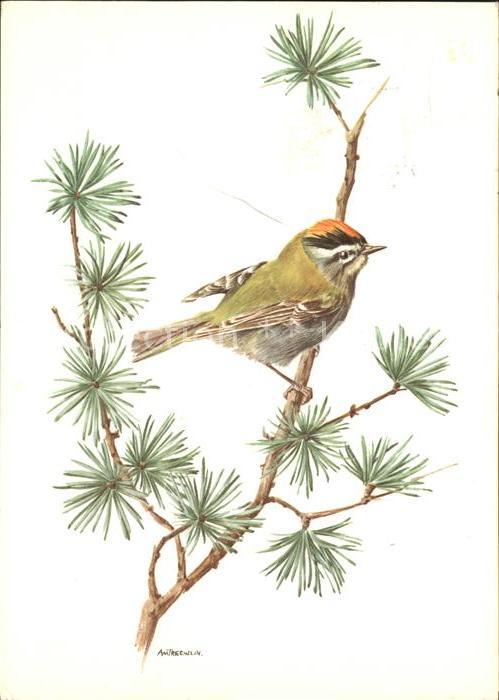 Kuenstlerkarte Vogel Sommergoldhähnchen