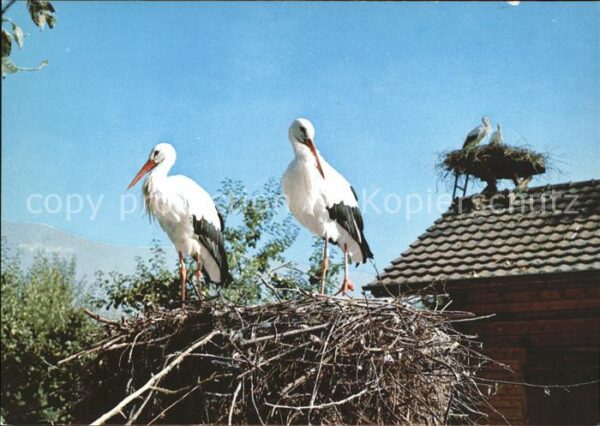 Storch Nest