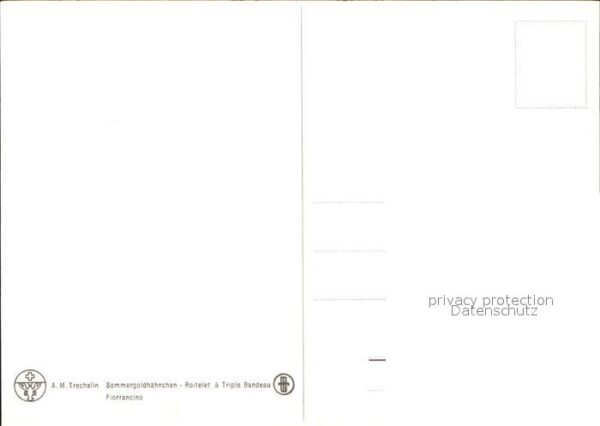 Voegel Zeichnung Sommergoldhähnchen – Bild 2