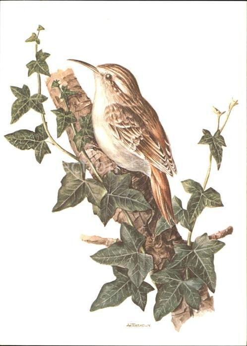Voegel Waldbaumläufer
