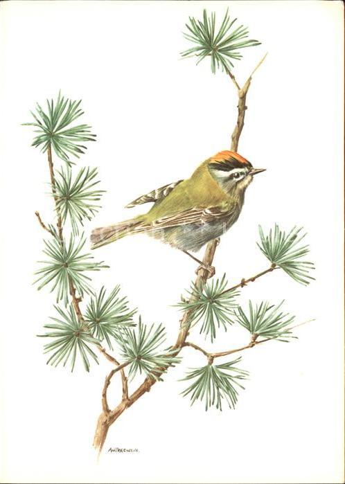 Voegel Sommergoldhähnchen