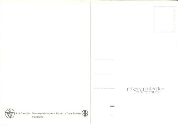 Voegel Sommergoldhähnchen – Bild 2