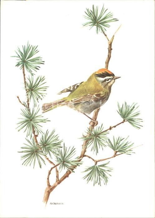 Voegel Sommergoldhähnchen
